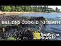 One billion seashore animals cooked to death in B.C. heat wave