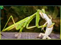 13 Shocking Moments of Mantis Destroying their Opponents