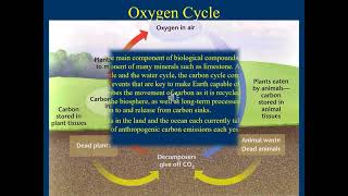 13 Nutrient Cycling