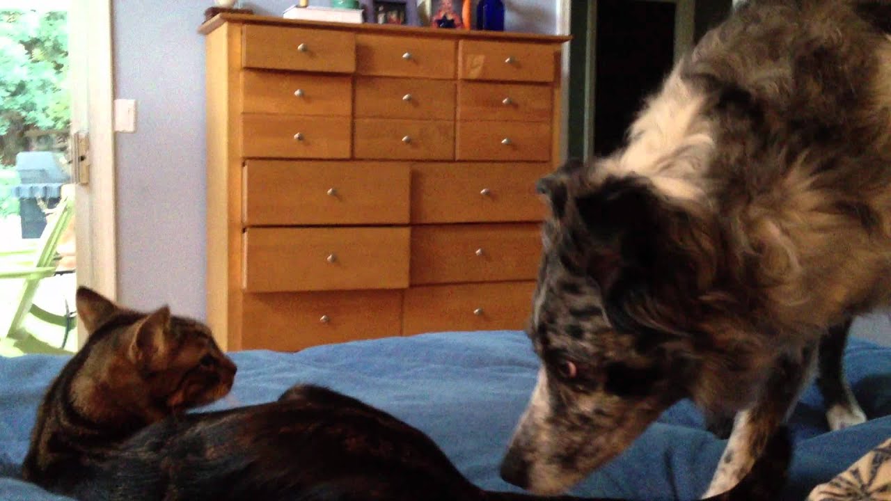 Dogs and cats living together YouTube