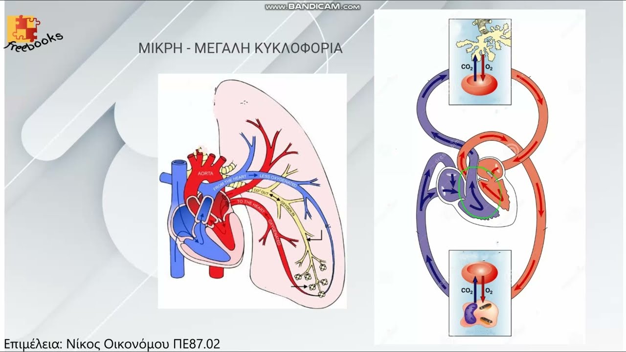 Κυκλοφορικό σύστημα 2ο μέρος - Ανατομία Γ΄ Επαλ