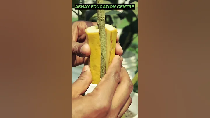 Effect of banana on lemon tree propagation😯 || #shorts #shortvideo #agriculture #propagation #viral