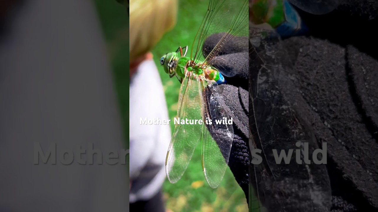 #dragonfly up close!
