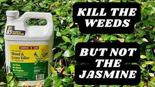 How To Kill Weeds In Asiatic Jasmine