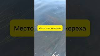 Где искать жереха и голавля #рыбалка #спиннинг