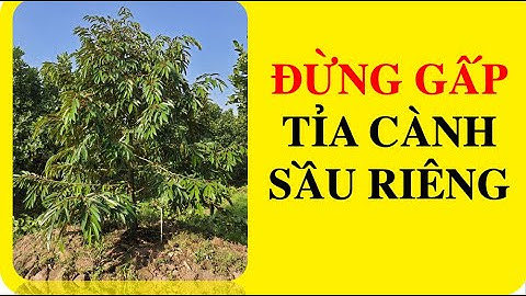 có nên tỉa cành sầu riêng sớm không. sầu riêng