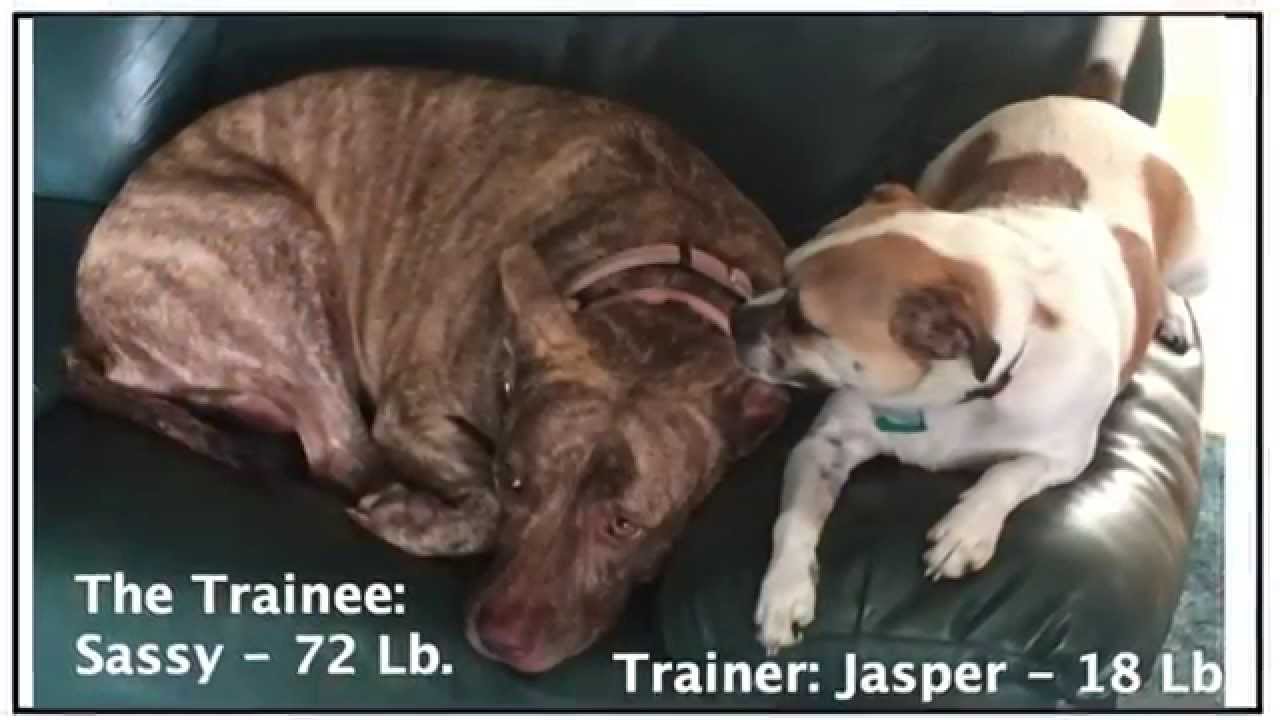 jack russell american pitbull terrier mix track2 com 034 tall chihuahua jack russell mix u201cexercises u201d short jack russell american pitbull terrier mix track2 com 034 tall chihuahua jack russell mix u201cexercises u201d short