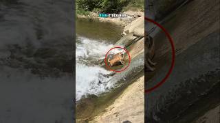 “Dog Stuck for 3 Hours… Then THIS Happened!” #dog