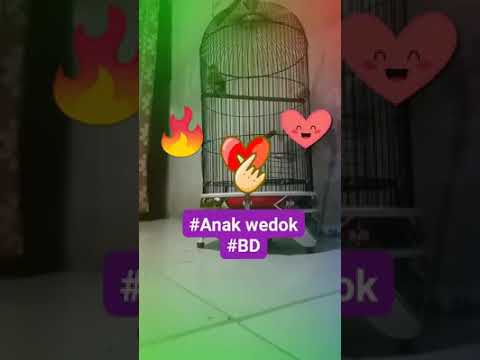 Lovebird bala dewa (eko prasetyo)