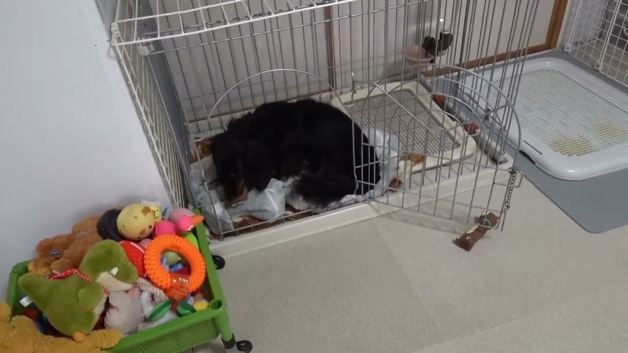 リクとまいは、くまの四兄弟の家！？