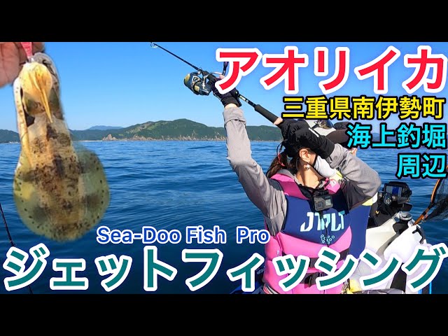 釣り】海上釣堀周辺の海にクロマグロ！？三重県南伊勢町でアオリイカを