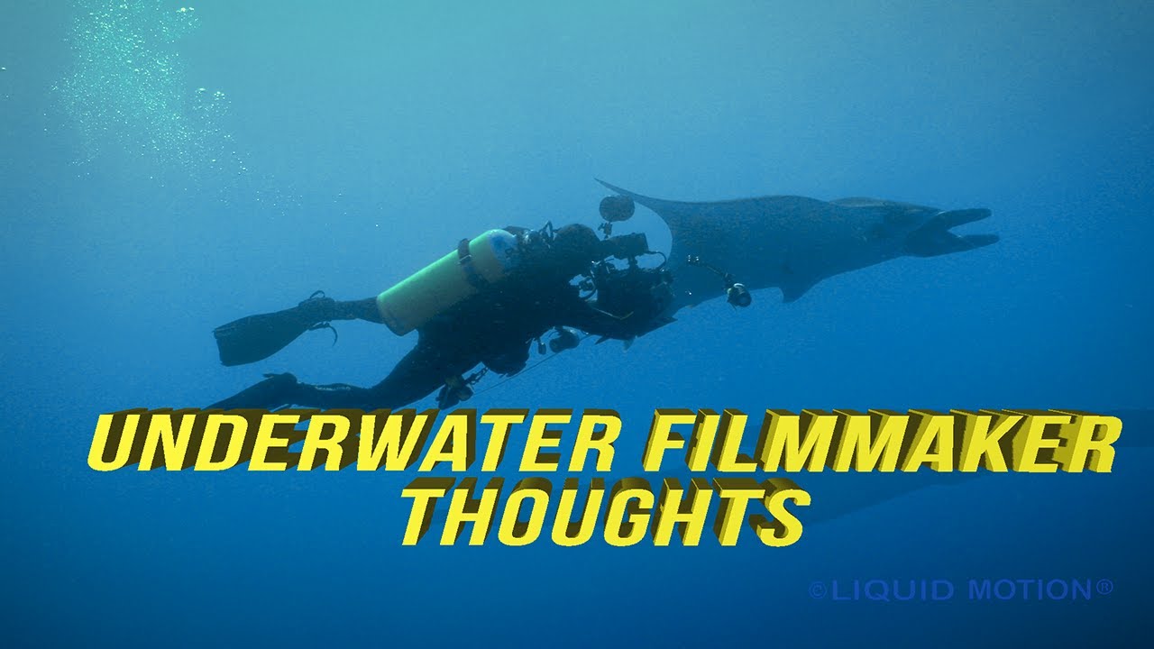Underwater filmmaker thoughts the manta ray YouTube