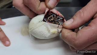 First Egg Cutting 2nd Clutch Of 2021 Leopard Clown x Black Pastel Poss Het Clown On Our Channel.