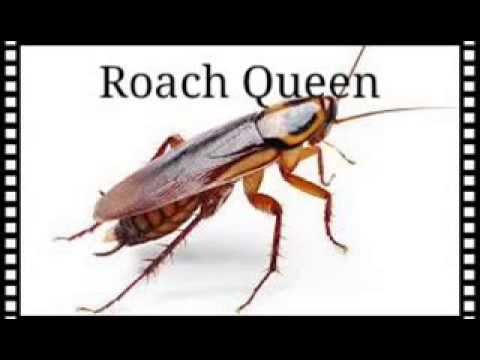 double j trap queen remix youtube