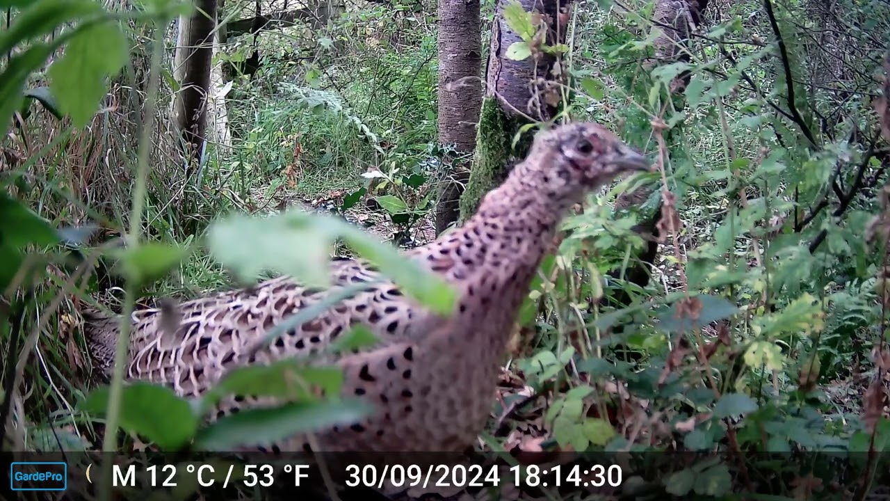 Intricate close-up pretty pheasant's plumage.