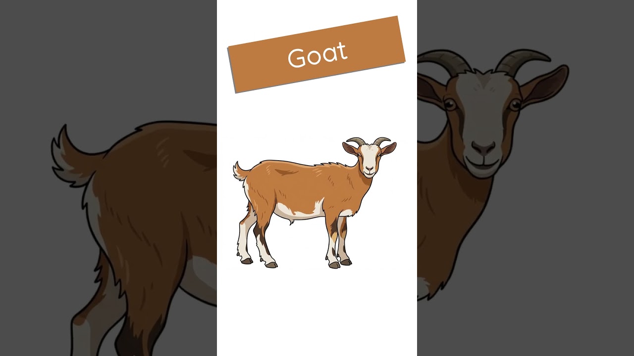 Learn Dolch Noun F-N | Educate Learners  #educatelearners #educationalvideo #dolchsightwords