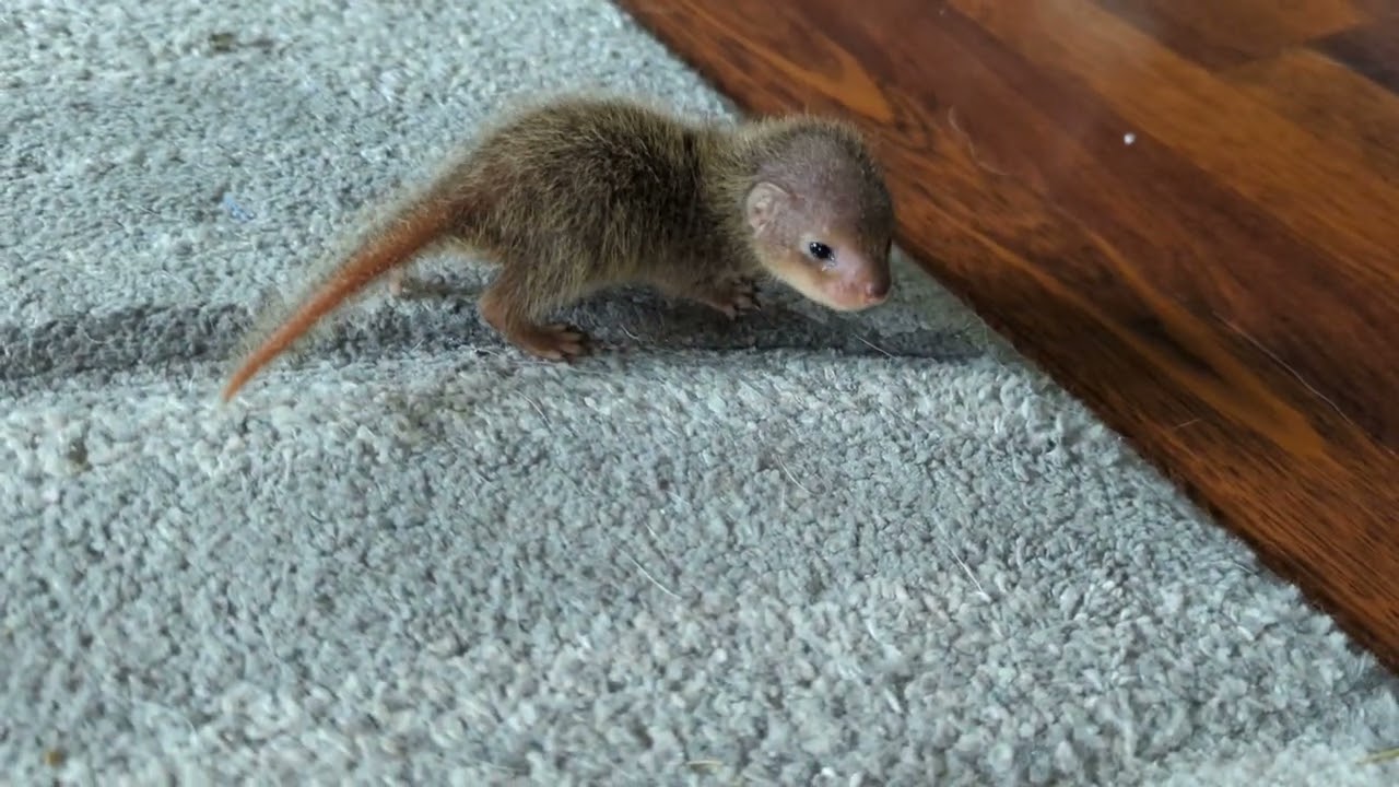 Baby Mongoose Learning to Walk