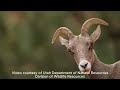 Look up: Bighorn lambs already scaling the cliffs of Zion National Park
