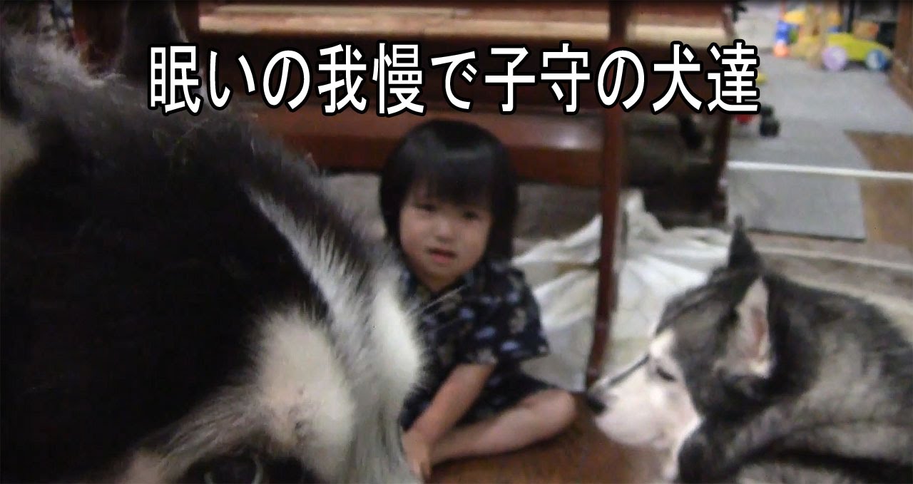 眠いの我慢で子守するハスキー犬達 The dogs which carry out nursing