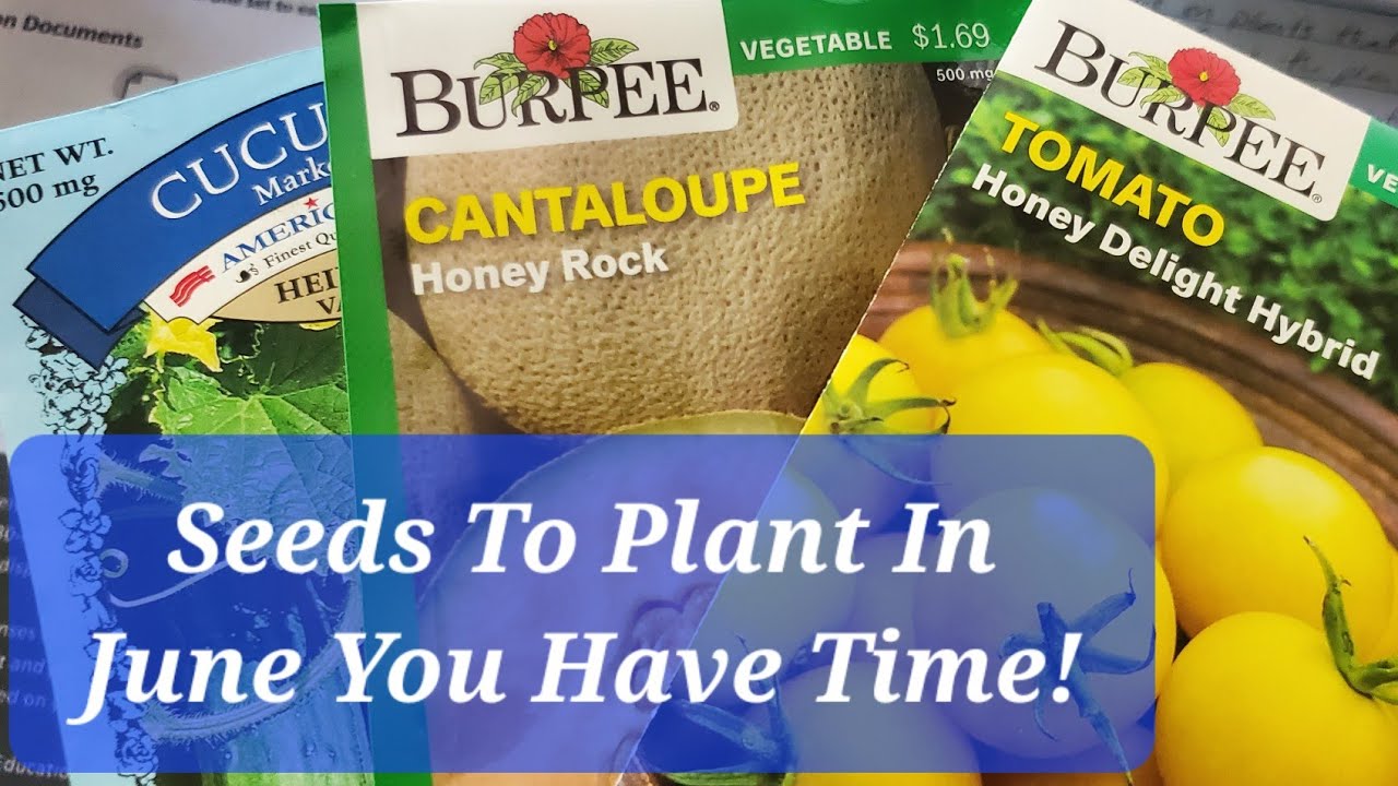 You Still Have Time! Seeds To Plant In June Zones 7/8 YouTube