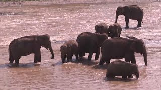 What Has Killed More Than 300 Elephants in Africa?