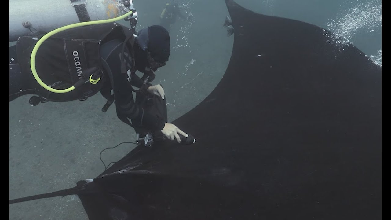 Ultrasound of a Pregnant Manta Ray