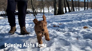 Picking Up Our Mini Goldendoodle Puppy!