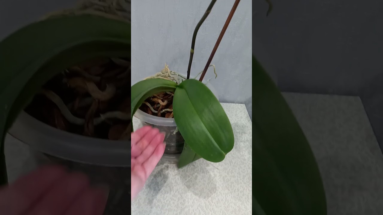 #orchid