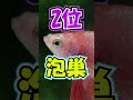 【ハマる人続出】不思議な熱帯魚ベタの特殊能力3選 #shorts #熱帯魚 #水草水槽 #ベタ #闘魚 #aquarium