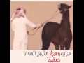 شيلات ٥ 