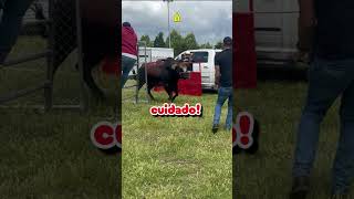 cuidado! #jaripeo #montadetoros #toros #toro #videosdetoros #jaripeos