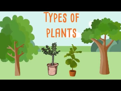 वीडियो: विभिन्न प्रकार के पौधों के प्रकार - विभिन्न प्रकार के पौधों के साथ बागवानी के बारे में जानें