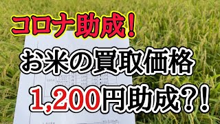 令和3年産水稲うるち玄米の買取価格！コロナ助成についても解説しています。