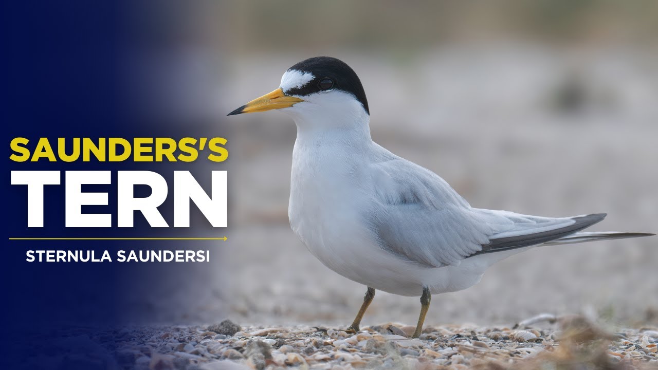 Saunders’s Tern - Sternula saundersi 