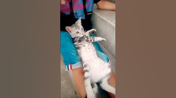 Thumbnail of cute Cati #coversong #song #oldies #fox #cat #singer #vintage #trend #automobile
