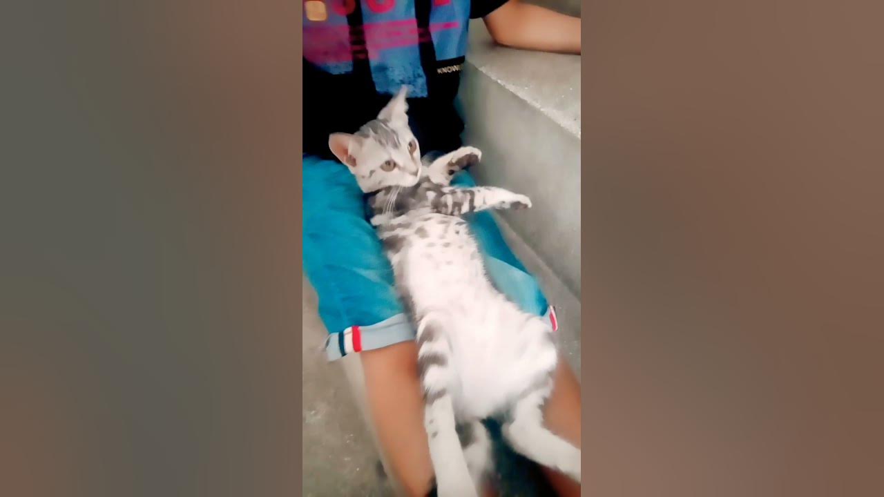 cute Cati #coversong #song #oldies #fox #cat #singer #vintage #trend #automobile cute Cati #coversong #song #oldies #fox #cat #singer #vintage #trend #automobile