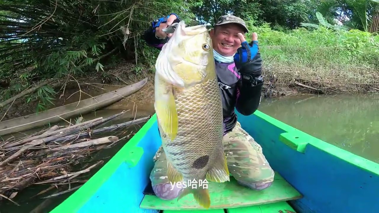鱼乐族 Vlog #176 印尼明达威群岛野河巨物