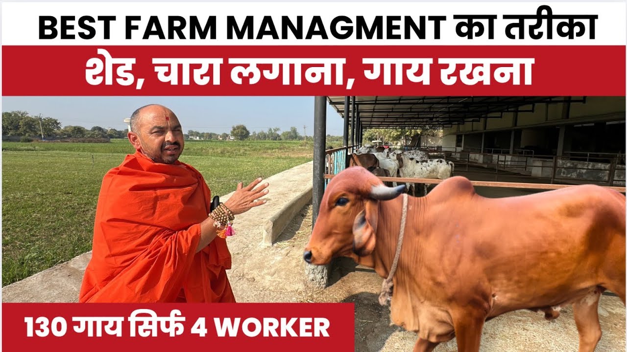 स्वामी जी का Smart Gaushala Managment 👉 