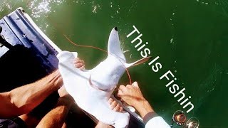 Two Nice Hammerhead Sharks On A Windy Day Ep 160