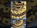 Super Swirl Clown Ball Python‼️🍥🐍😵‍💫￼
