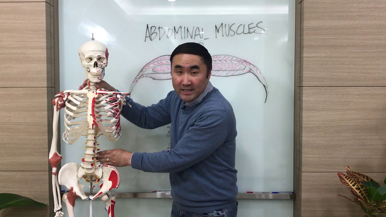 [홍정기교수의 고급기능해부학] 복근과 허리통증 I 편