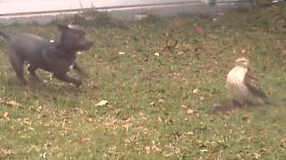 Pitbull Face to Face with a Hawk!