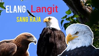 CARA BURUNG ELANG HIDUP| sang Raja dan Penguasa Langit🦅🦅🦅