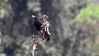 Cacicus chrysonotus, Mountain Cacique, Arrendajo Montañero