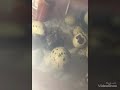 Zusammenfassung von Wachtelei bis zum 3 Wochen altem Kücken