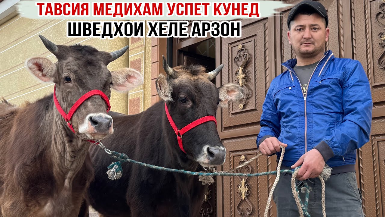 4-САР ШВЕД-КАРПАТХОИ ХЕЛЕ АРЗОН 27 февраля 2026 г.