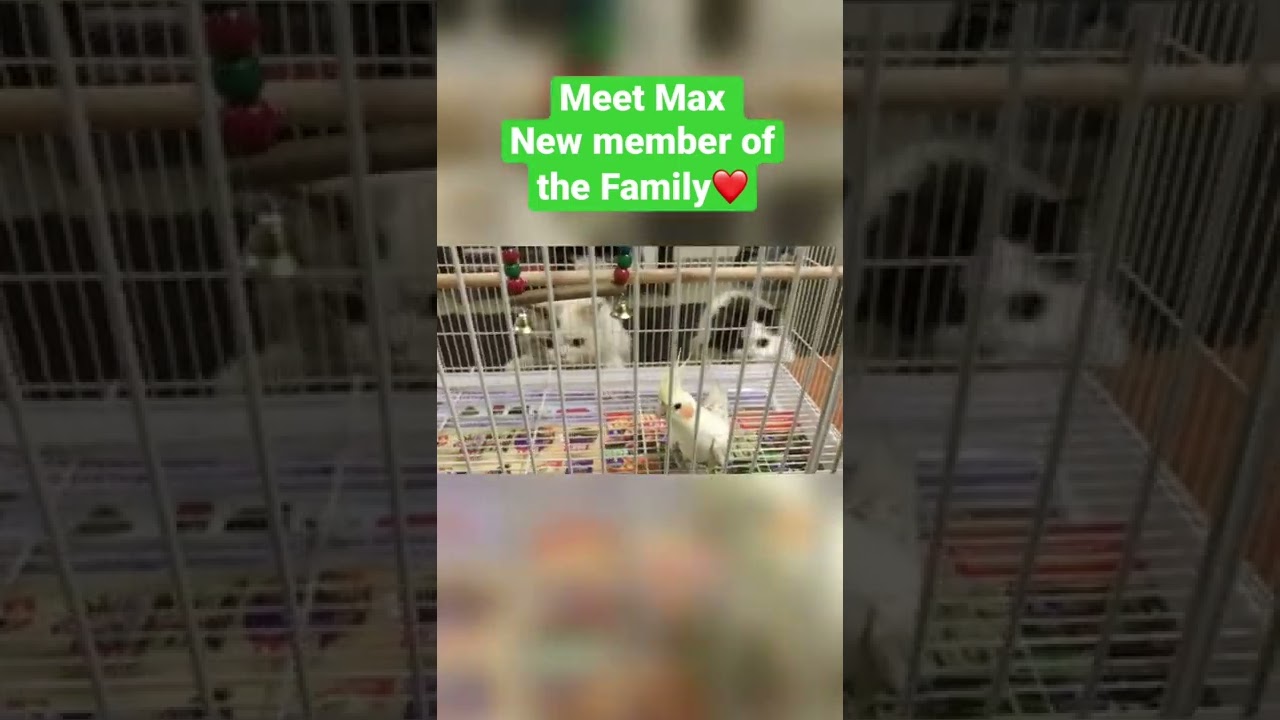 Cockatiel meets my Cats for the first time! 