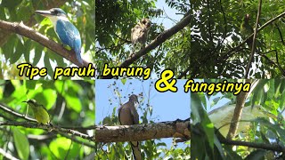 Mengenal tipe paruh burung dan fungsinya (Part 17)