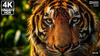 Incredible Wild Animals in Dolby Vision HDR 4K 120 FPS Video   Scenic Wildlife1080P 60FPS