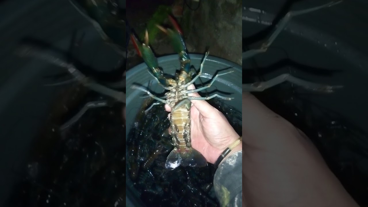 LOBSTER AIR TAWAR SEMARANG - YouTube